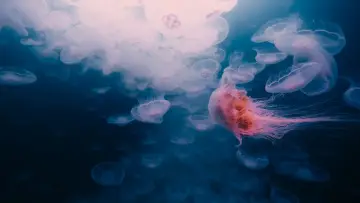 Backdrop to the movie "Voyage of Time: Life