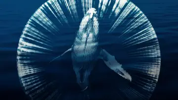 Backdrop to the movie "Fathom" #1524278