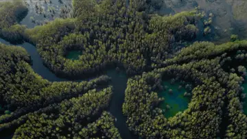 Backdrop to the movie "Caddo Lake" #596372