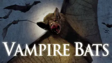 Backdrop to the movie "Vampire Bats" #1133283