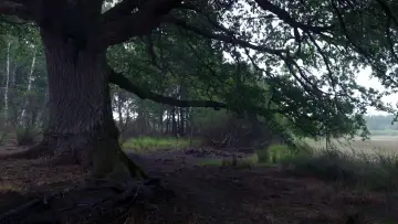 Backdrop to the movie "Heart of an Oak" #198306