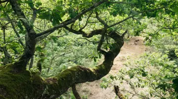 Backdrop to the movie "Heart of an Oak" #198318