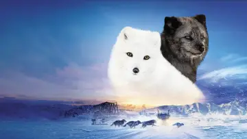 Backdrop to the movie "Kina & Yuk" #476373