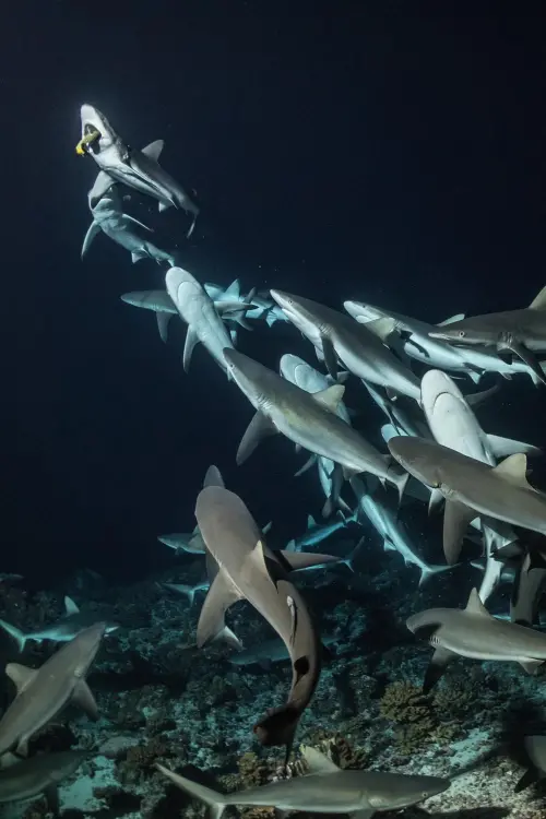 Movie poster "700 Sharks"