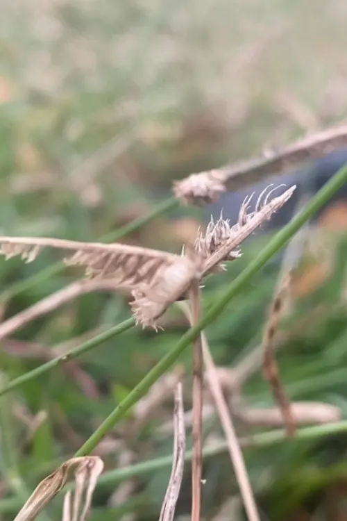 Movie poster "sheep cult and after hours talking"