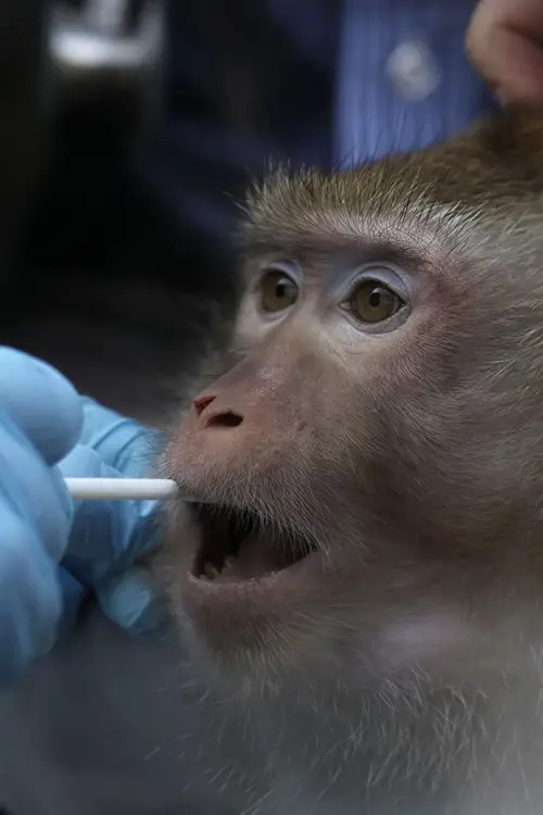 Movie poster "Sentient"