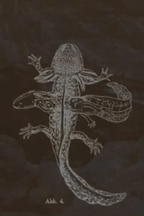 Movie poster "The Axolotl Stories-encounter"