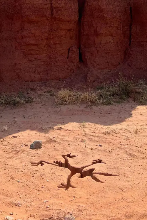 Movie poster "Coyote vs. Acme"