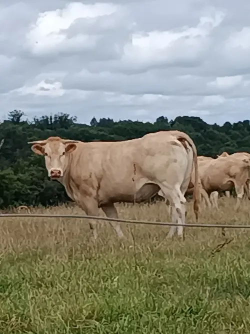 Movie poster "promenade"