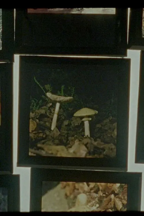 Movie poster "Shadow-Forest"