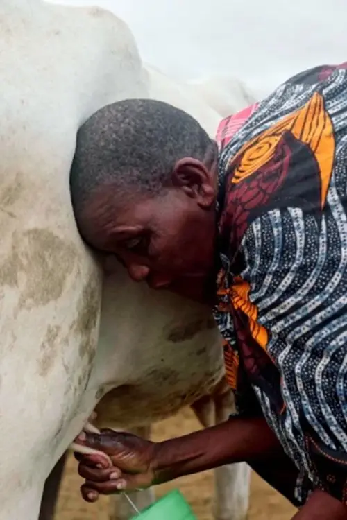 Movie poster "La sombra del Baobab"