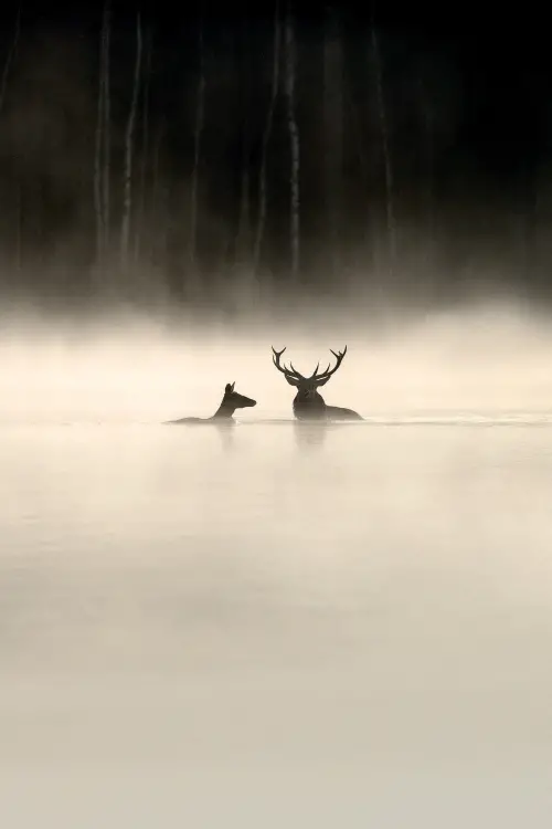 Movie poster "Whispers in the Woods"