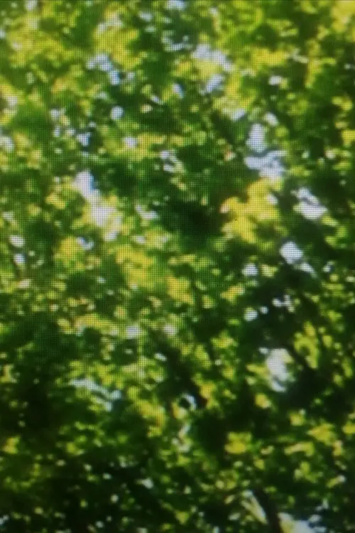 Movie poster "Green Leaves"
