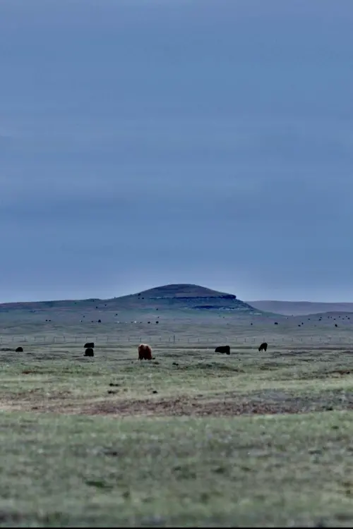 Movie poster "Grassland"