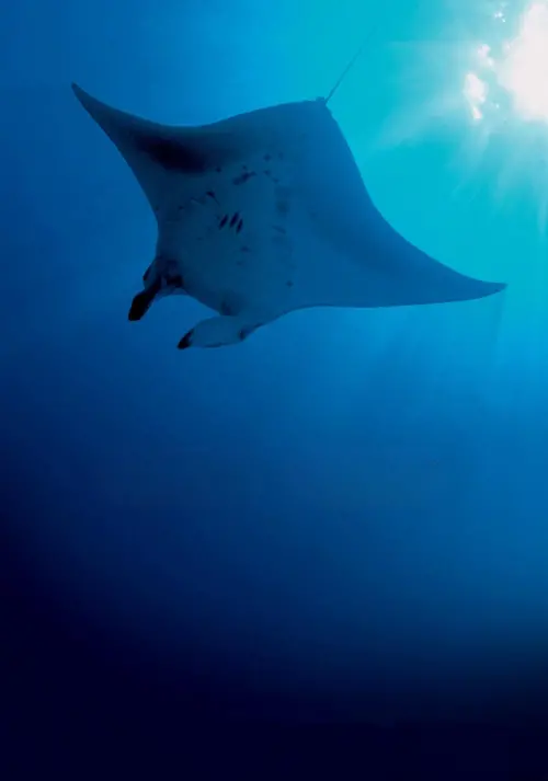 Movie poster "Deep Blue"