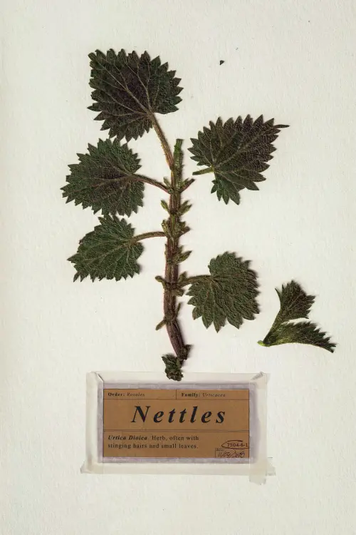 Movie poster "Nettles"