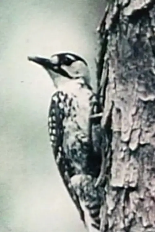 Movie poster "Natural History"