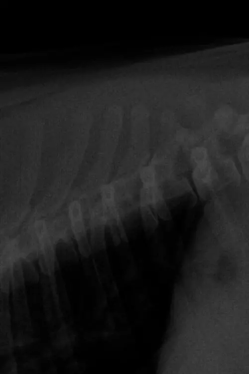 Movie poster "BUENOS TIEMPOS."