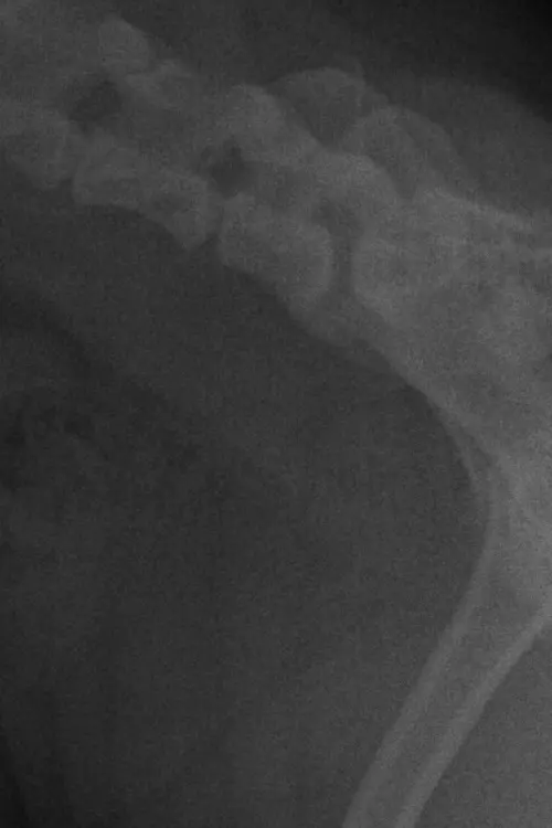 Movie poster "LA CARIE."