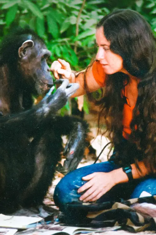 Movie poster "Lucy the Human Chimp"