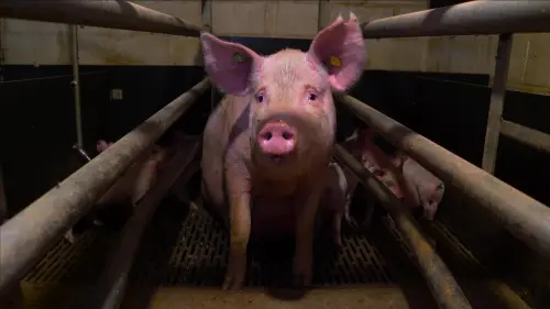 Watch film Pignorant | PIGNORANT | OFFICIAL TRAILER | 2024 (OUT NOW!)