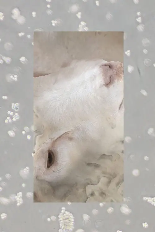 Movie poster "HeLa et al."