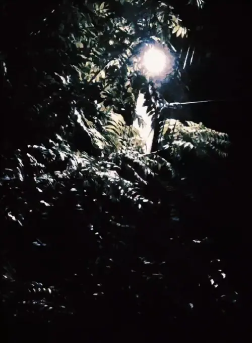 Movie poster "alarming walk with a dog 3:42-3:45 a.m."