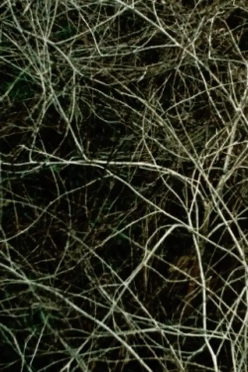 Movie poster "Epilogue"