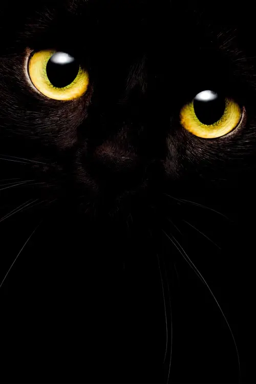Movie poster "Cat Call"