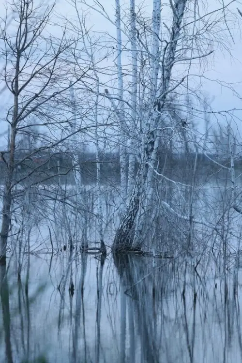 Movie poster "No Shade In The Forest"