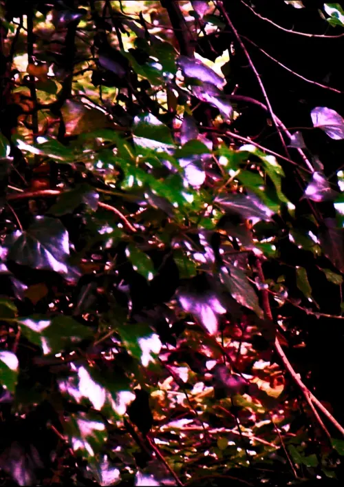 Movie poster "I Suffocate"