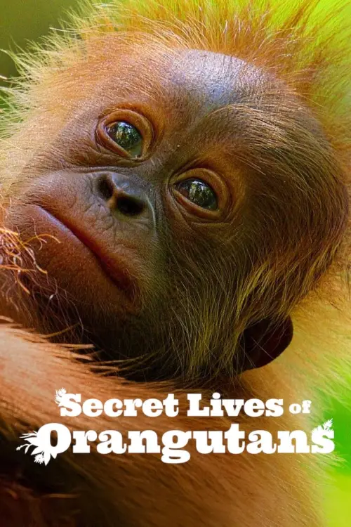 Movie poster "Secret Lives of Orangutans"
