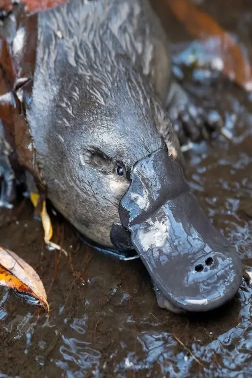 Movie poster "The Platypus Guardian"