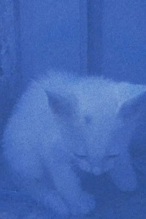 Movie poster "I went to the garden of love, reel 1: the cats rescued last night (January 23, 2024)"