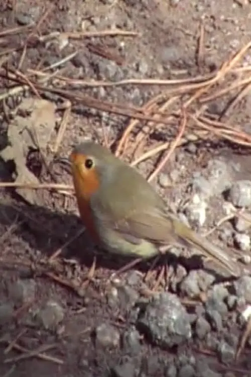 Movie poster "Encuentro, reencuentro"