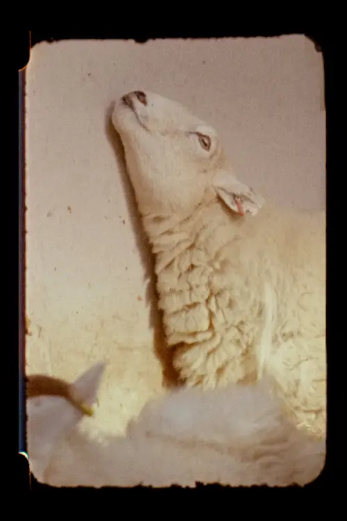 Movie poster "Lamb"