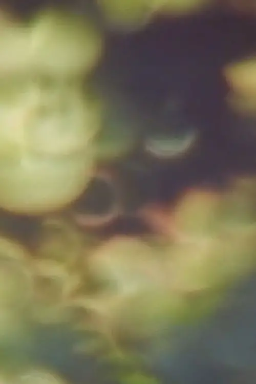 Movie poster "Refractions in Green"