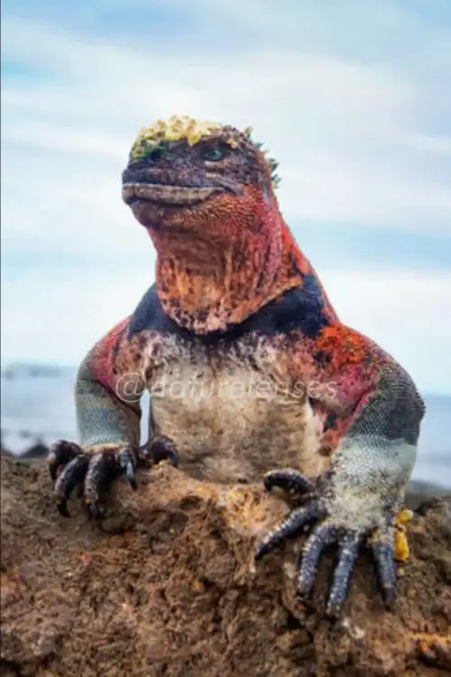 Movie poster "The Story of Creatures