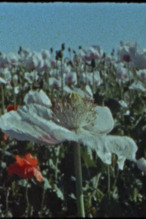 Movie poster "Apocalypse Yesterday, Today, Tomorrow, and the Day After Tomorrow"