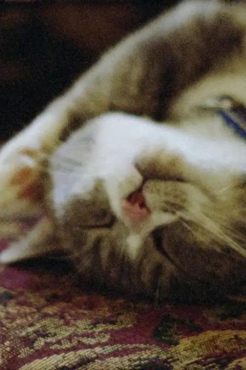 Movie poster "Pitcher of Colored Light"