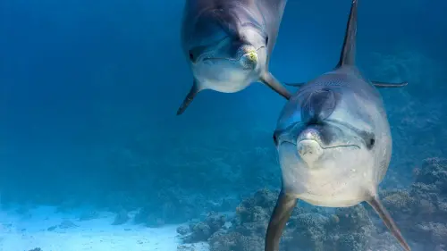 Watch film Dolphin Reef | Disneynature's Dolphins - Trailer