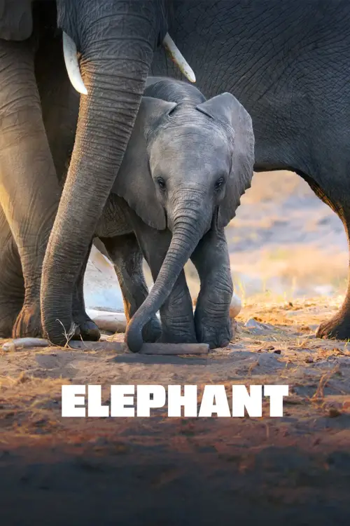 Movie poster "Elephant"