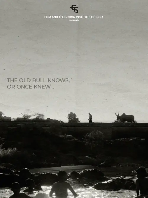 Movie poster "The Old Bull knows, or Once Knew"
