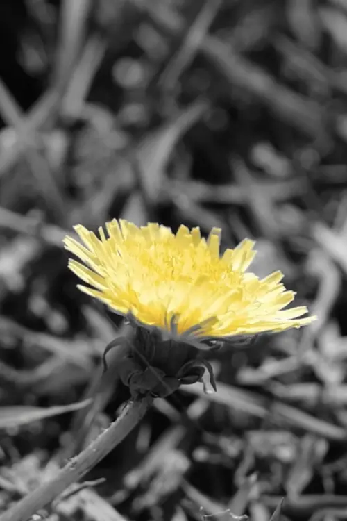 Movie poster "Happiness in Mourning"