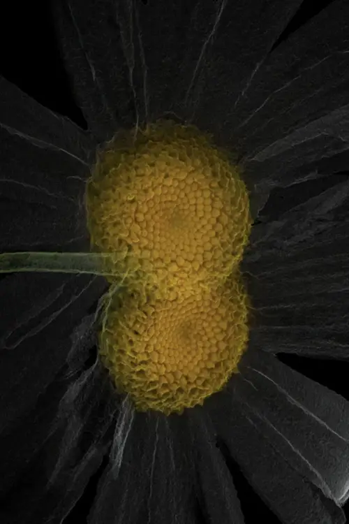 Movie poster "ARTIFICIALIS"