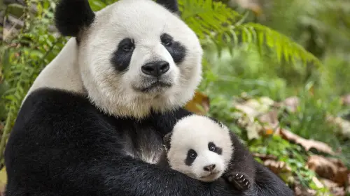 Watch film Born in China | Disneynature's Born in China Official US Trailer