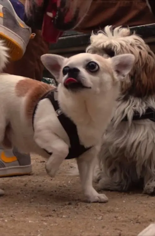 Movie poster "In High Spirits"