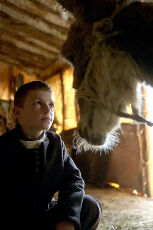 Movie poster "The Beauty of the Donkey"