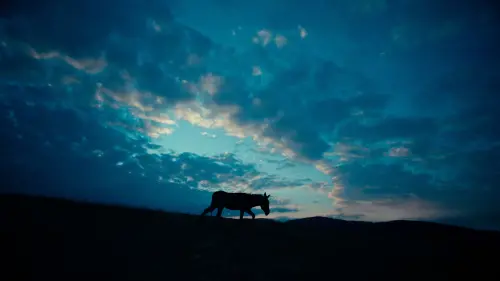 Watch film EO | US Trailer