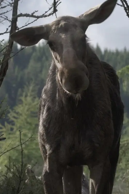 Movie poster "AMOOSED: a moose odyssey"